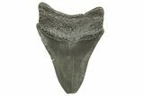 Bargain, Fossil Megalodon Tooth - Serrated Blade #374717-1